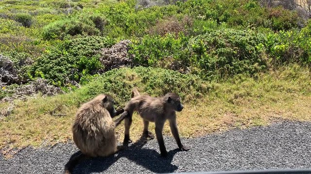 Chacma baboons in Cape of Good Hope National Park in South Africa