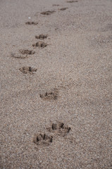 dog footprints in sand