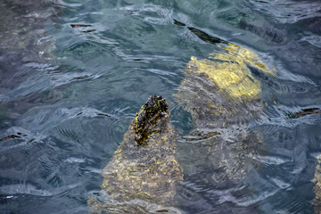 submerged rock near the coastline