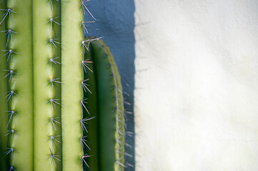  Spiny Cactus Close up in Costa Rica with Copy Space