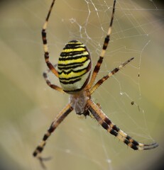 Black, white and yellow tiger spider (Argiope bruennichi) on cobweb.