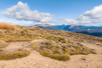alpine vegetation growing on arid slopes in Nelson Lakes National Park, South Island, New Zealand