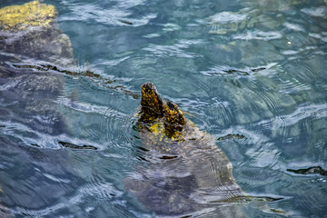 Obraz premium submerged rock near the coastline