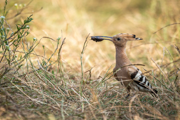 hoopoe © Krzysztof
