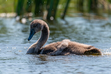 Fototapeta premium young swans
