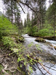 Obraz premium river in the forest