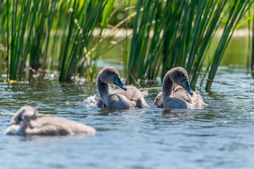 young swans © Krzysztof