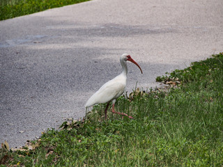 White Ibis