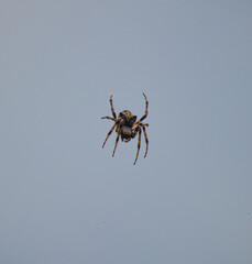 Scary looking big spider on a cobweb in a croatian forest on the island of brac, striped hairy legs...