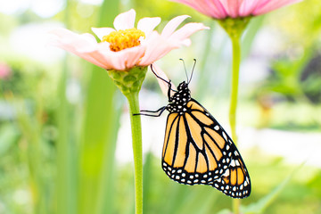 Monarch butterfly on a zinnia flower