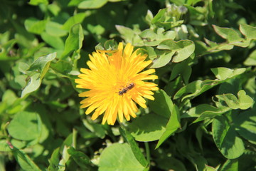 羽虫が花粉を集めに来ているタンポポの花