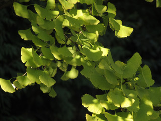 Dappled Gingko Leaves Against Deep Shade