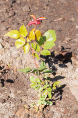 The rose Bush is planted in the garden in summer