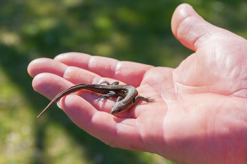 Green lizard in a man's hand in the summer on the stree