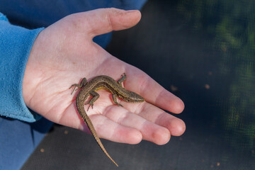 Green lizard in a child's hand in the summer on the street