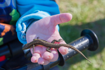Green lizard in a child's hand in the summer on the street