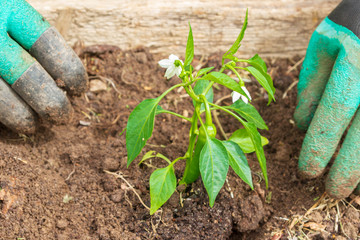 Planting pepper seedlings in the garden in the summer