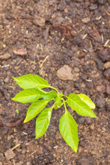 Pepper seedlings grow in the garden in summer