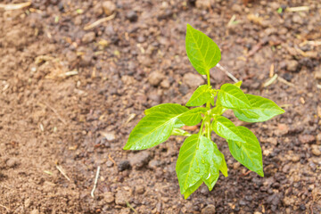 Pepper seedlings grow in the garden in summer