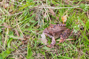 Brown spotted frog walks in the garden in summer.