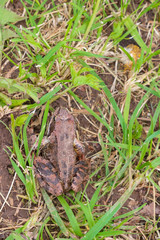 Brown spotted frog walks in the garden in summer.
