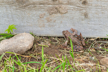 Brown spotted frog walks in the garden in summer.