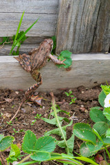 Brown spotted frog walks in the garden in summer.