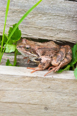 Brown spotted frog walks in the garden in summer.