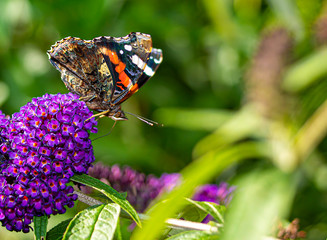 Beautiful butterfly feeding itself in the Netherlands