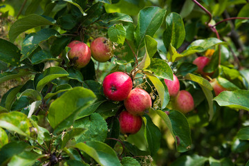 Red apples on the branches of an old tree.