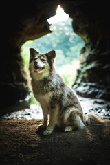 Husky dog on a hike in the woods and cave