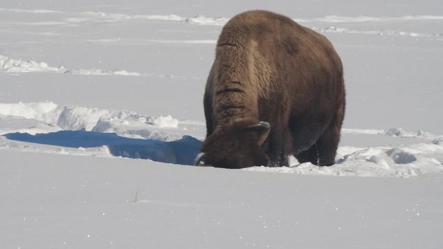high frame rate clip of a bison moving snow with its head at yellowstone national park in wyoming, usa