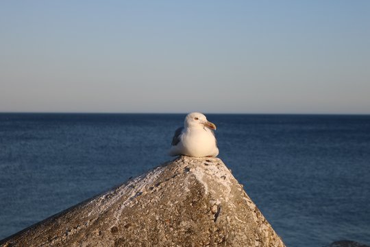 gaivota agachada numa rocha no porto.