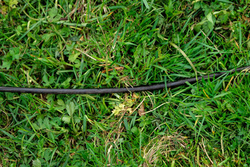 Black electric cable of a lawn mower lying in the grass during lawn mowing outdoors
