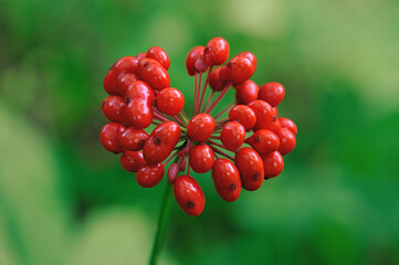 Korean wild root ginseng with berries. A close up of the most famous medicinal plant ginseng (Panax...