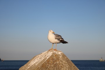 gaivota numa pedra observando o por de sol