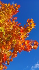 Autumn foliage against a blue sky with thin clouds on a Sunny day