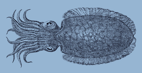Golden cuttlefish, sepia esculenta from the Western Pacific Ocean in top view isolated on a blue background, after an antique illustration from the 19th century