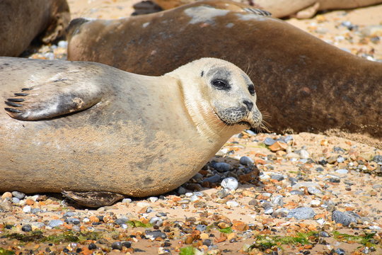 Norfolk seal colony Common seals can be distinguished from the grey mammal by its smaller size shorter more concave forehead head and V-shaped nostrils They are variable in colour from blonde to black