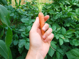 gardener's bare hand holding garden carrots with plants in background