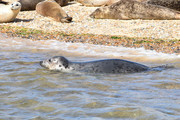 Common seal swimming along UK shore It has large powerful fat body with relatively small flippers and head with big eyes and nostrils which are close together Its mouth is full of tiny but sharp teeth