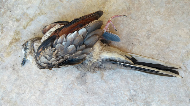 P&aacute;jaro muerto