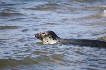 Fototapeta premium The common seal swimming along the British coast in colder north European waters It feeds itself on squid and fish with all species being taken It may also consume crabs lobsters and tiny marine birds