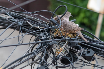 Pair of dove birds making their nest in some light cables.