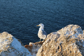 Gaivota observando o por do sol nas rochas.