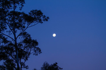 Moonrise over the Australia Bush