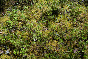 Blueberry bushes closeup.