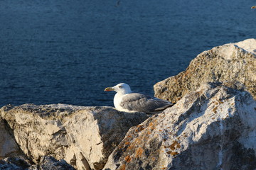 gaivota agachada o observar o por do sol