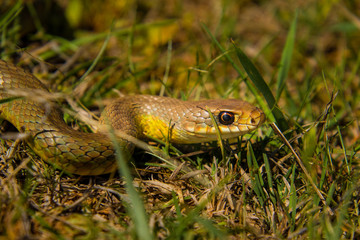 close up of non-venomous snake in the grass
