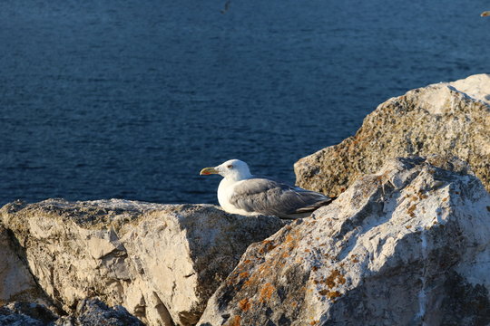 gaivota agachada o observar o por do sol